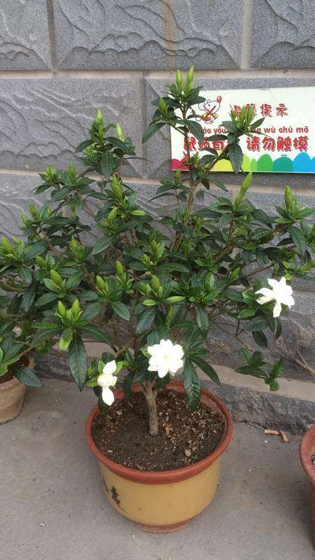 栀子花下山桩需要修剪吗 怎么办 图片