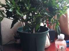 栀子花下山桩需要修剪吗 怎么办 图片