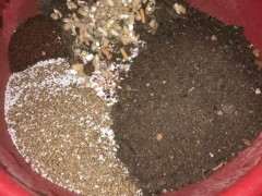 栀子花下山桩怎么上盆的方法 图片