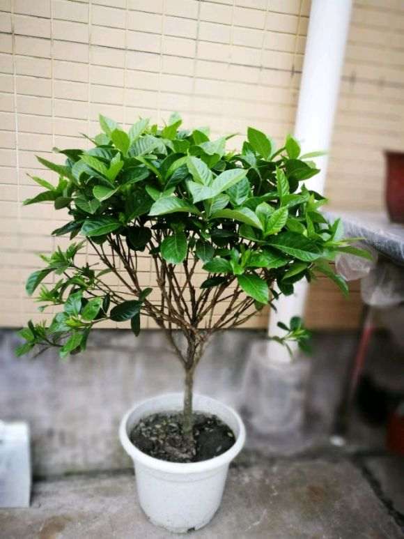 栀子下山桩叶子太密集不透气 怎么办