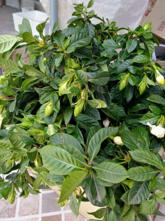 栀子下山桩叶子太密集不透气 怎么办