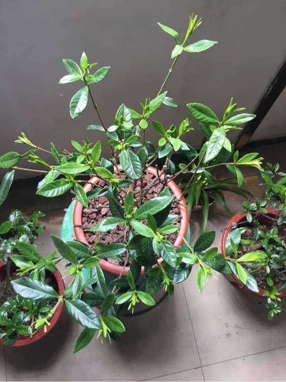 为什么栀子下山桩选择10月份上盆 图片