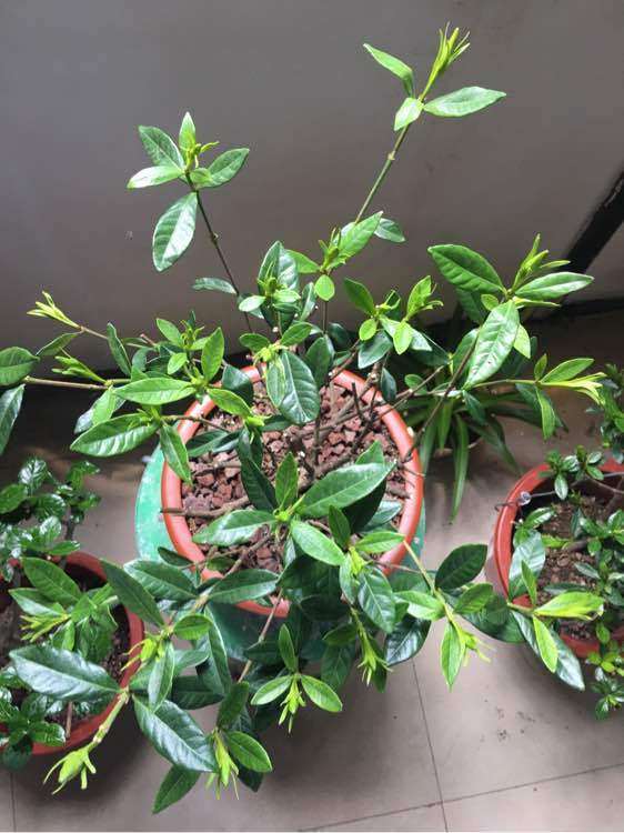 为什么栀子下山桩选择10月份上盆 图片