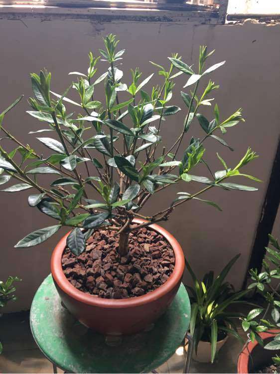 为什么栀子下山桩选择10月份上盆 图片