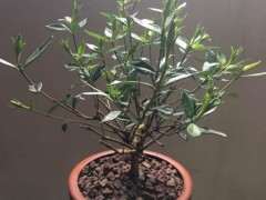 网购的栀子花下山桩 花苞有点焉 怎么办