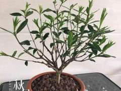 买回家的栀子下山桩 观察什么呢 图片