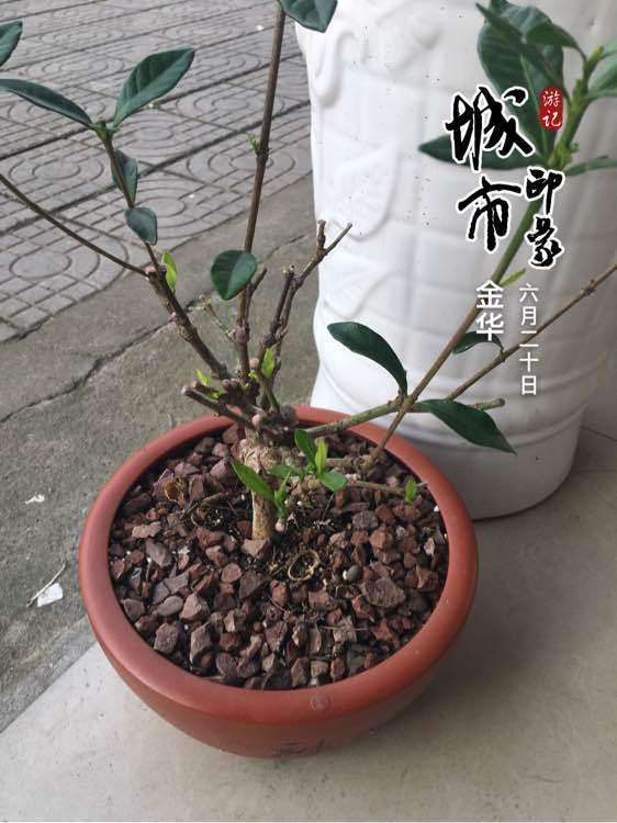 栀子下山桩为什么新叶要剪掉呢 图片