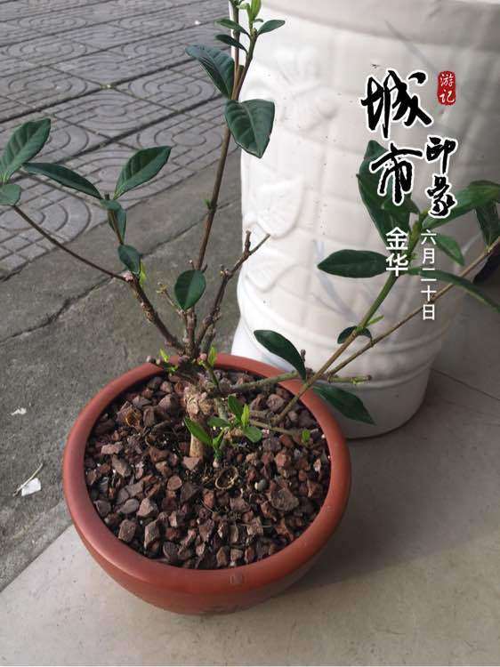 栀子下山桩为什么新叶要剪掉呢 图片