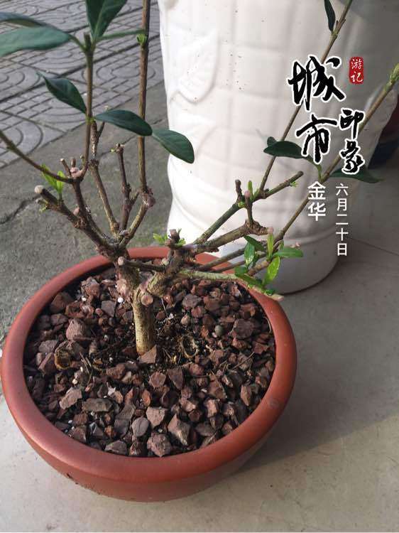 栀子下山桩为什么新叶要剪掉呢 图片