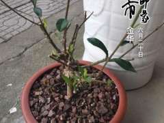 栀子下山桩为什么新叶要剪掉呢 图片