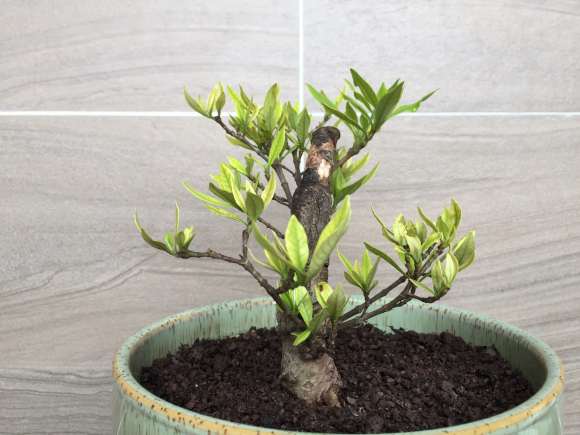 这棵栀子花下山桩需要修剪吗 怎么办 图片