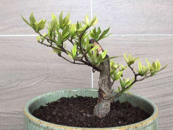 这棵栀子花下山桩需要修剪吗 怎么办 图片