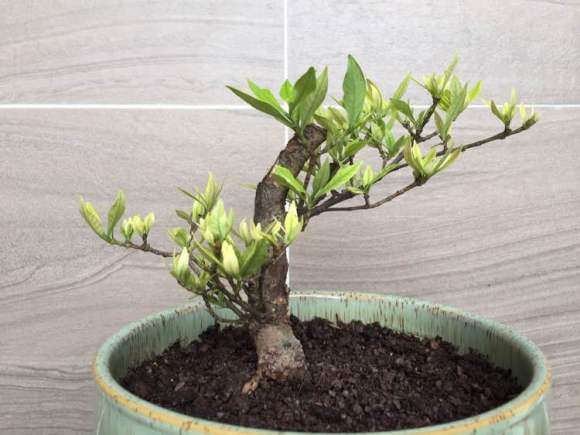 这棵栀子花下山桩需要修剪吗 怎么办 图片