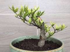 这棵栀子花下山桩需要修剪吗 怎么办 图片