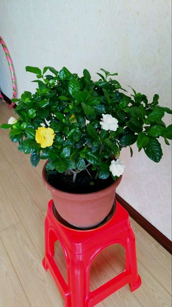 冬天东北栀子花下山桩浇水要浇透吗 图片