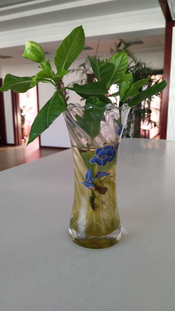 这个种栀子花下山桩可以吗 怎么样 图片