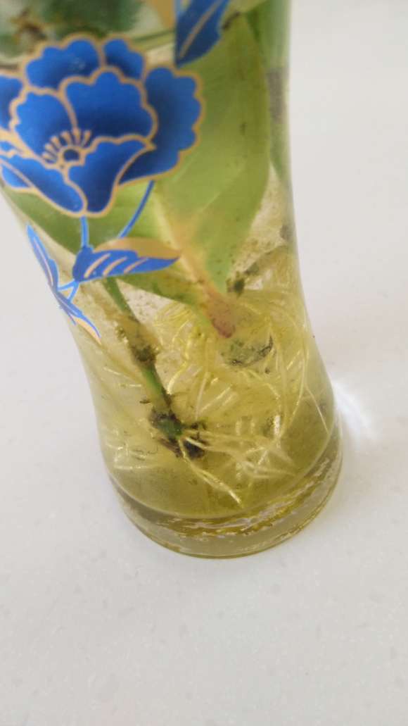 这个种栀子花下山桩可以吗 怎么样 图片