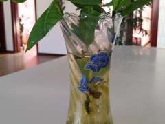 这个种栀子花下山桩可以吗 可以吗 图片