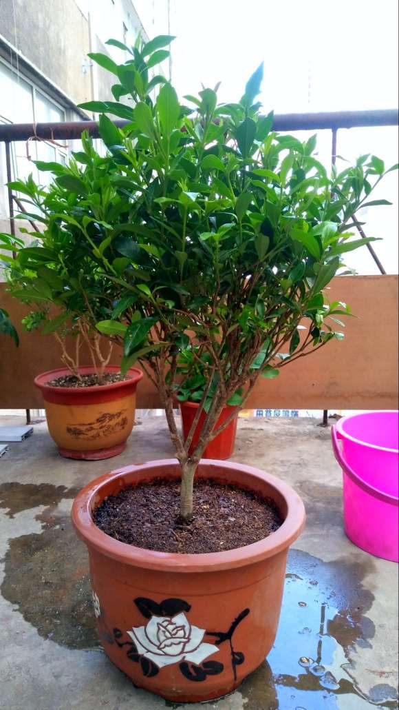 水插的栀子花下山桩竟然长花苞了 图片