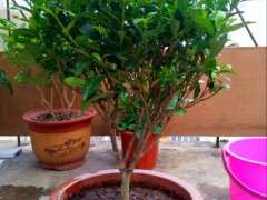 水插的栀子花下山桩竟然长花苞了 图片