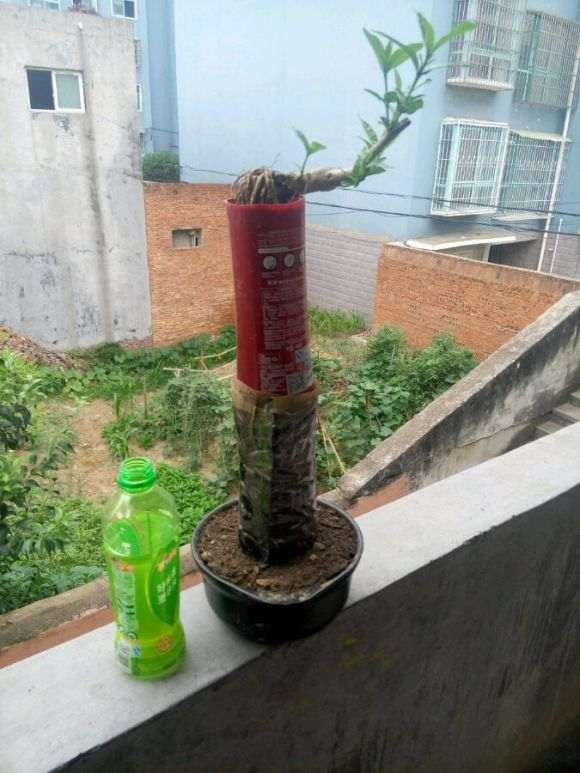 提根栀子花下山桩芽头这么长了 图片