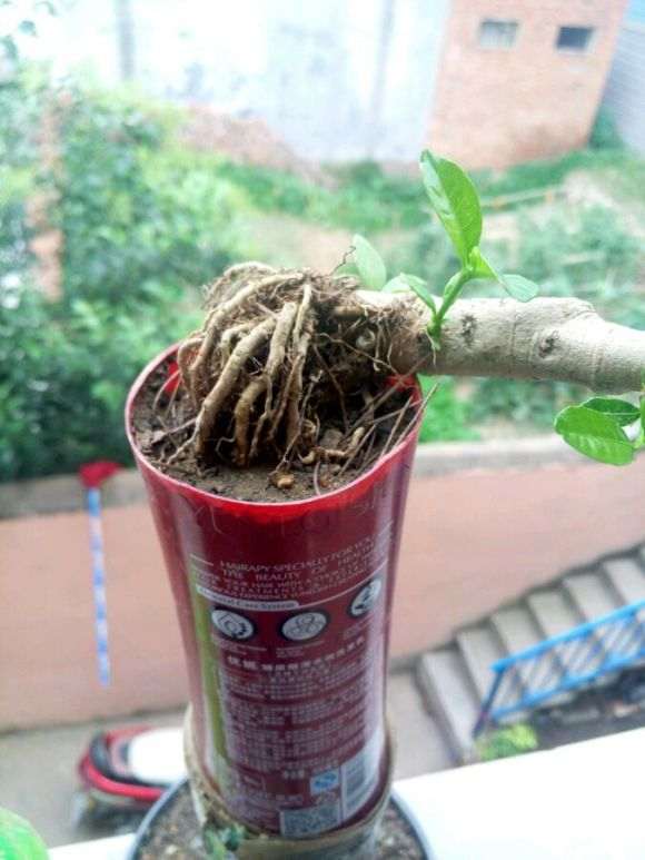 提根栀子花下山桩芽头这么长了 图片