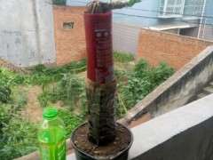 提根栀子花下山桩芽头这么长了 图片