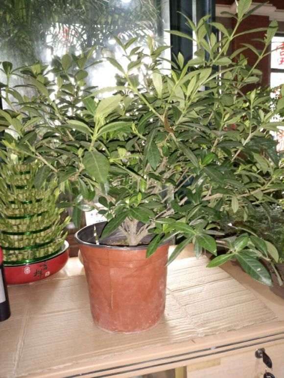 小叶栀子花下山桩造怎么型的问题 图片