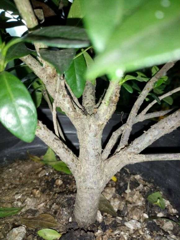 小叶栀子花下山桩造怎么型的问题 图片
