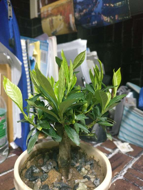 栀子花下山桩水浇多了 怎么办 图片