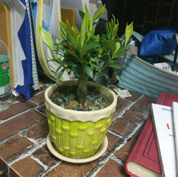 栀子花下山桩水浇多了 怎么办 图片