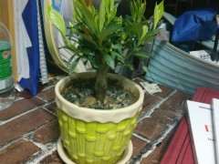 栀子花下山桩水浇多了 怎么办 图片