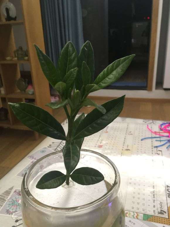 怎么水培栀子花下山桩的方法 图片