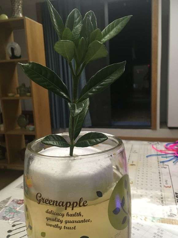 怎么水培栀子花下山桩的方法 图片
