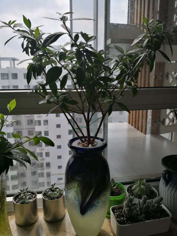 怎么水培栀子花下山桩的方法 图片