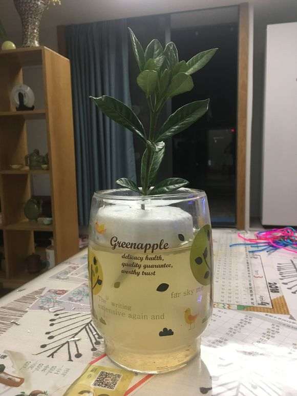 怎么水培栀子花下山桩的方法 图片