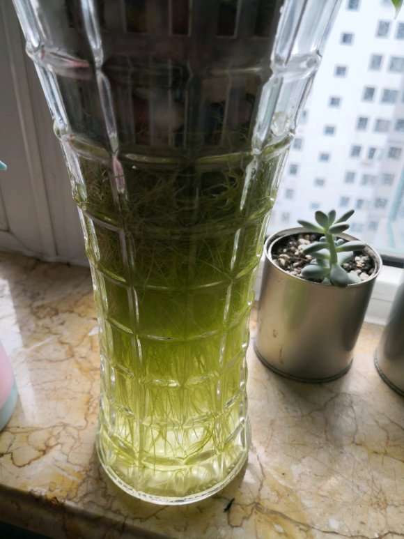 怎么水培栀子花下山桩的方法 图片