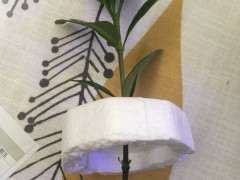 怎么水培栀子花下山桩的方法 图片