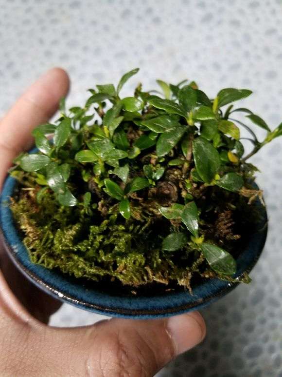 这是清誉栀子花下山桩吗 图片