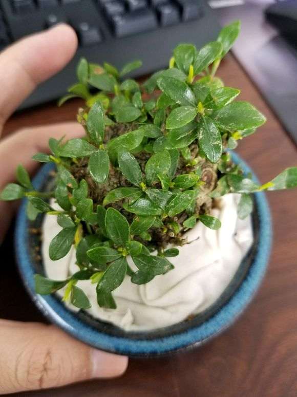 这是清誉栀子花下山桩吗 图片