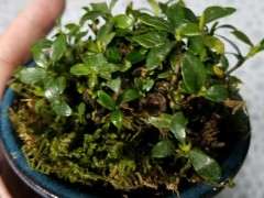 这是清誉栀子花下山桩吗 图片