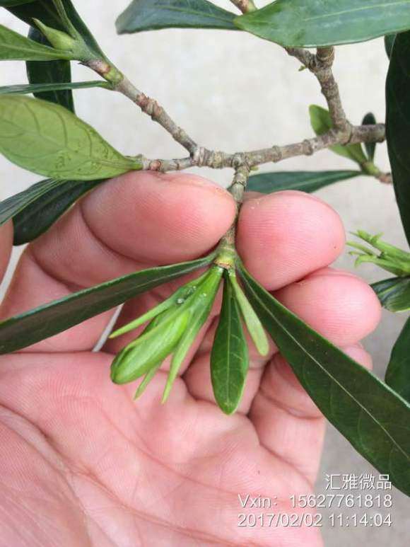 罗汉栀子花下山桩 四季都开花吗 图片