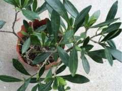 罗汉栀子花下山桩 四季都开花吗 图片