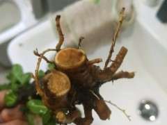 达摩栀子花下山桩该怎么办 图片