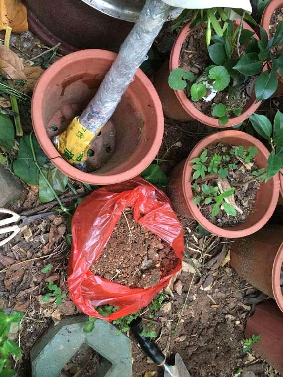 种一棵栀子下山桩 可以成活吗 图片