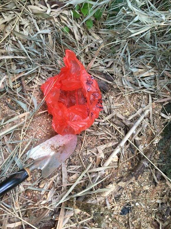 种一棵栀子下山桩 可以成活吗 图片