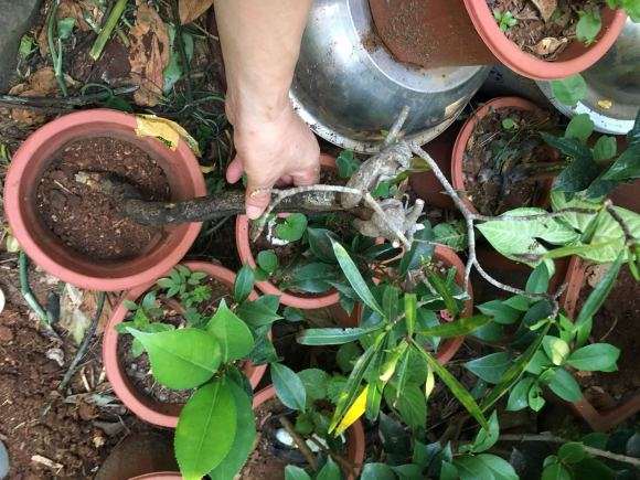 种一棵栀子下山桩 可以成活吗 图片