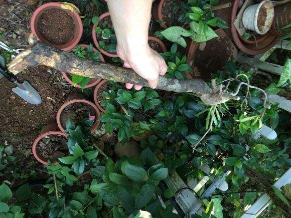 种一棵栀子下山桩 可以成活吗 图片