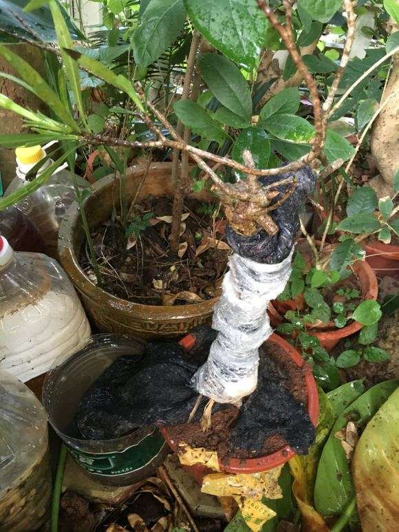 种一棵栀子下山桩 可以成活吗 图片