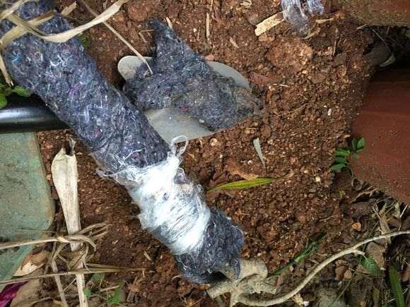 种一棵栀子下山桩 可以成活吗 图片